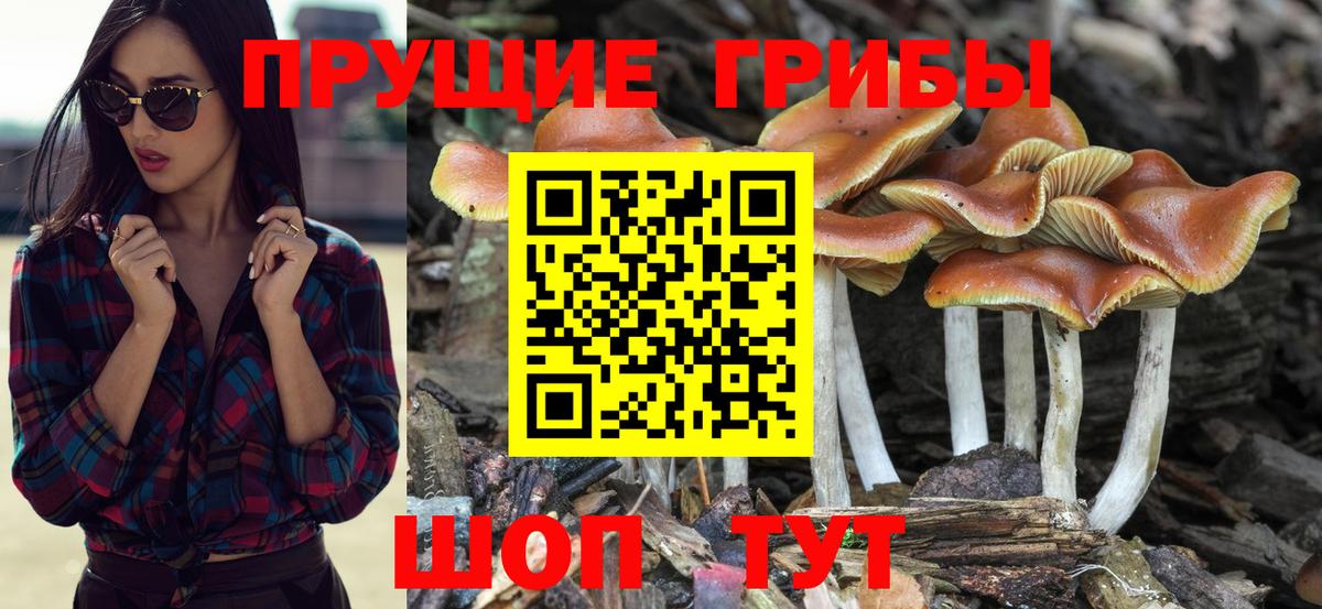 Галлюциногенные грибы прущие грибы  Вход с VPN  Псилоцибиновые грибы Psilocybine cubensis  Юрга 